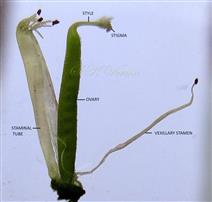  Stamens and Pistil